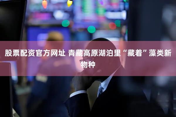 股票配资官方网址 青藏高原湖泊里“藏着”藻类新物种